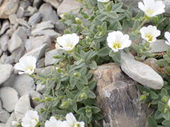 Cerastium latifolium
