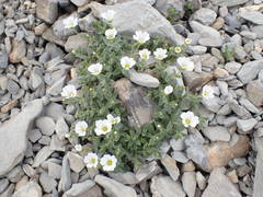 Cerastium latifolium
