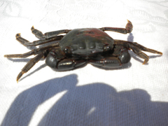Pachygrapsus marmoratus