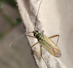 Oncotylus viridiflavus