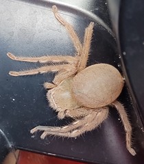 Neosparassus salacius