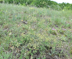 Rumia crithmifolia