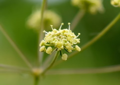 Rumia crithmifolia
