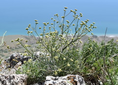 Rumia crithmifolia