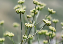 Rumia crithmifolia
