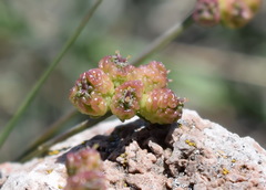 Rumia crithmifolia