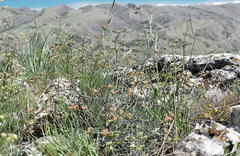 Rumia crithmifolia