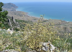 Rumia crithmifolia