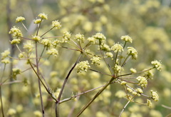 Rumia crithmifolia