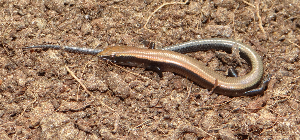 Namibian Snake-Eyed Skink