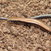 Namibian Snake-eyed Skink - Photo (c) Peter Erb, some rights reserved (CC BY-NC), uploaded by Peter Erb
