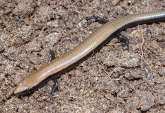 Panaspis namibiana