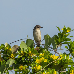 Prinia sylvatica