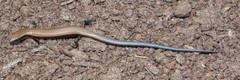 Panaspis namibiana