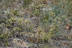 Rumia crithmifolia