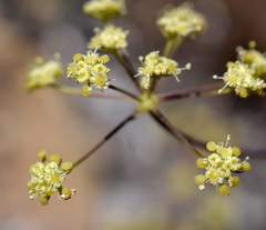 Rumia crithmifolia