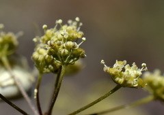 Rumia crithmifolia