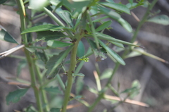 Gymnosporia elliptica
