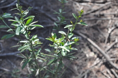 Gymnosporia elliptica
