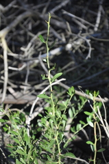 Gymnosporia elliptica