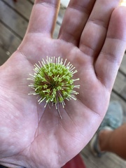 Cephalanthus natalensis