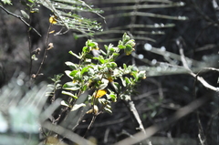 Hermannia hyssopifolia