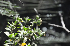 Hermannia hyssopifolia