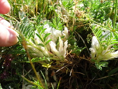 Astragalus sempervirens