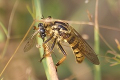 Callinicus pollenius
