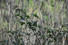 Hibiscus diversifolius