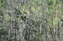 Hibiscus diversifolius
