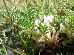 Astragalus sempervirens