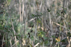 Hibiscus diversifolius