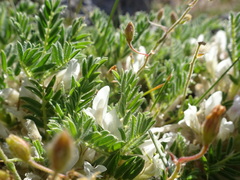 Astragalus sempervirens
