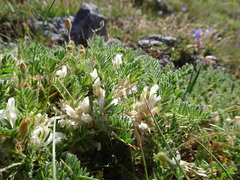 Astragalus sempervirens