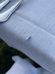 Yponomeuta evonymella