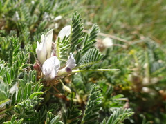 Astragalus sempervirens