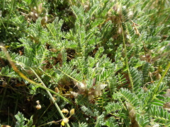 Astragalus sempervirens