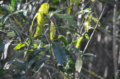 Cestrum laevigatum