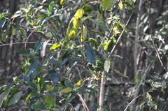 Cestrum laevigatum