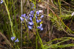 Comesperma ciliatum