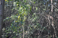 Cestrum laevigatum
