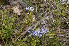 Comesperma ciliatum