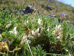 Astragalus sempervirens