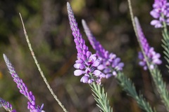 Comesperma virgatum