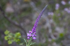 Comesperma virgatum