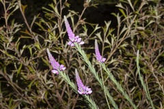 Comesperma virgatum
