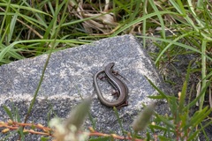 Ctenotus labillardieri