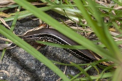 Ctenotus labillardieri