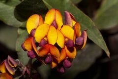 Daviesia cordata